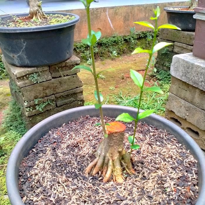 bahan bonsai anting putri mame