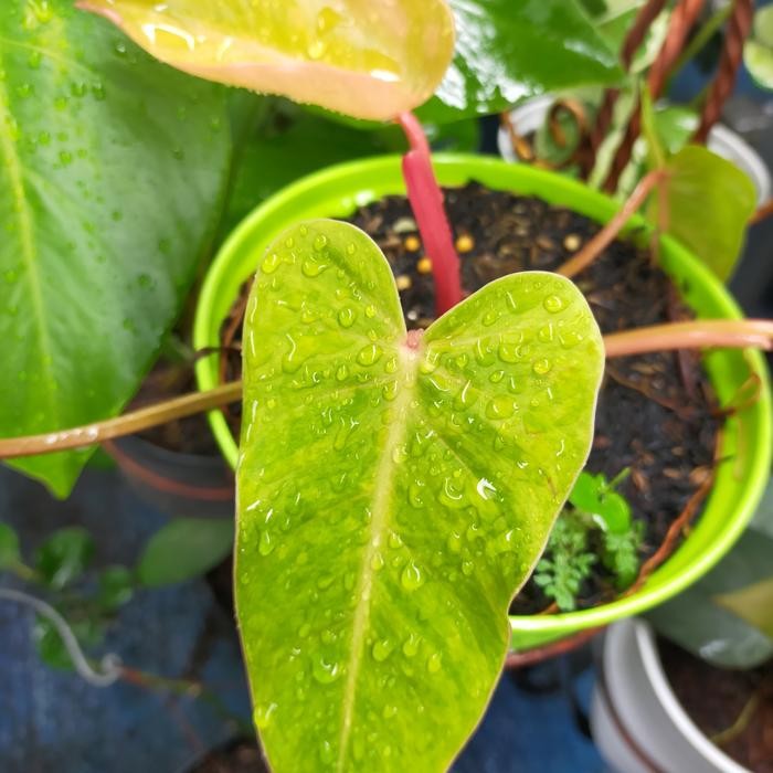 philodendron painted lady