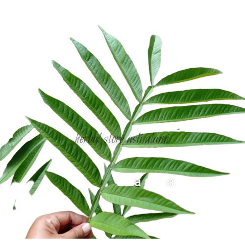 

Herbal Daun Sungkai Segar 1Kg Petik Langsung