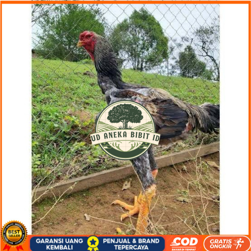 

TELUR AYAM GORDZILA F1 INDUKAN TERSELEKSI UNTUK DI TETASKAN UD ANEKA BIBIT ID