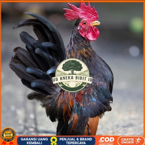 

Telur ayam serama kate lokal telur ayam hias telur fertil siap cod UD ANEKA BIBIT ID