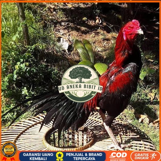 

Telur ayam bangkok ekor lidi / telur ayam hias fertil siap kirim UD ANEKA BIBIT ID