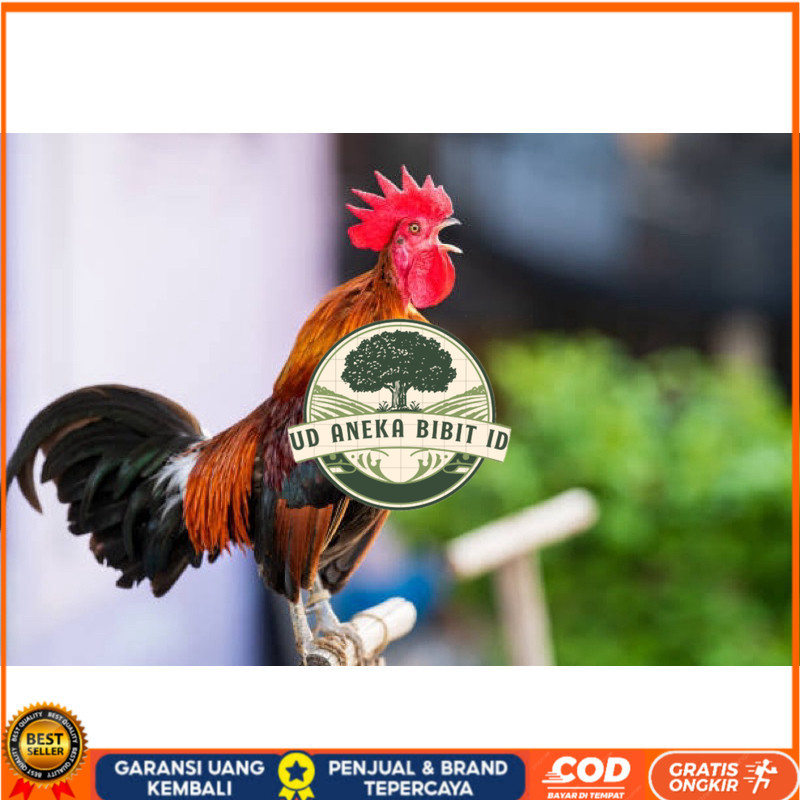 

TELUR FERTIL AYAM KETAWA SLOW/DANGDUT/DURSAM UNTUK DINTETASKAN UD ANEKA BIBIT ID