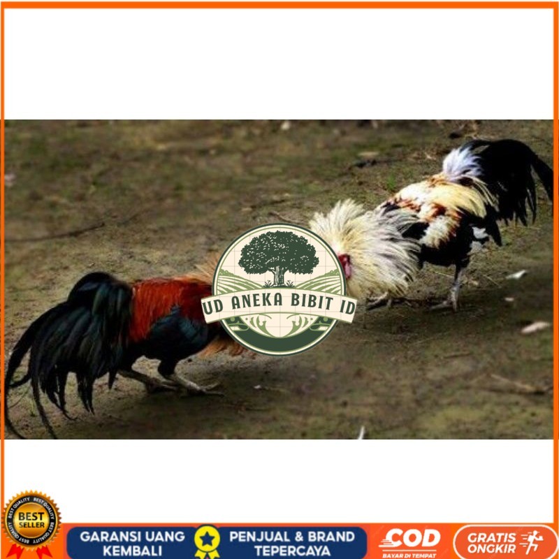 

3 BIJI TELUR PAMA PUKUL STROM promo keras UD ANEKA BIBIT ID