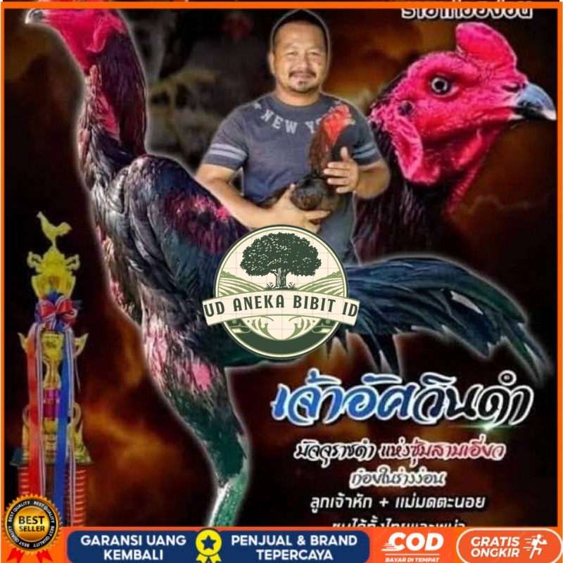 

Telur fertil ayam pakhoy full brakot brutal / COD UD ANEKA BIBIT ID
