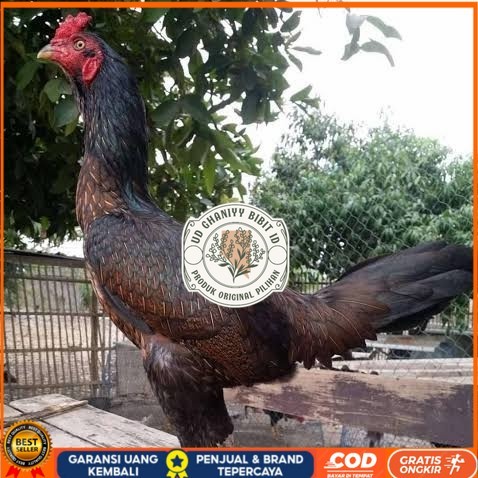 

Telur ayam bangkok bulbi petarung aduan fertil untuk ditetaskan UD GHANIYY BIBIT ID