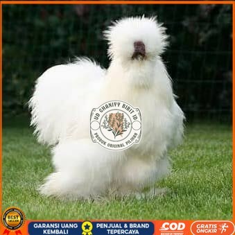 

Telur ayam kapas hias fertil siap ditetaskan UD GHANIYY BIBIT ID