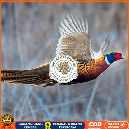 

Telur ayam ringneck pheasant green / telur ayam hias fertil siap cod UD GHANIYY BIBIT ID