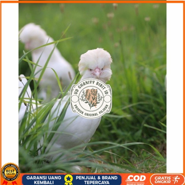 

Telur ayam hias sultan fertil bisa ditetaskan Langsung UD GHANIYY BIBIT ID