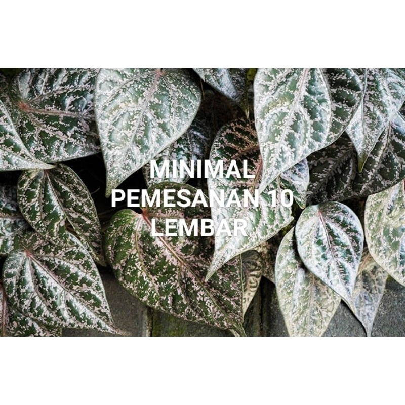 

PROMO-Daun sirih segar PERLEMBAR di ambil dadakan