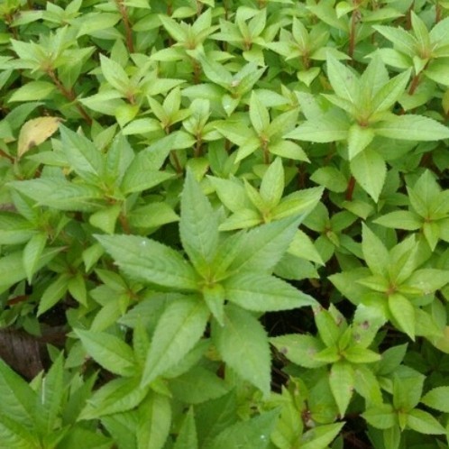 Bibit Pacar air, pacar air