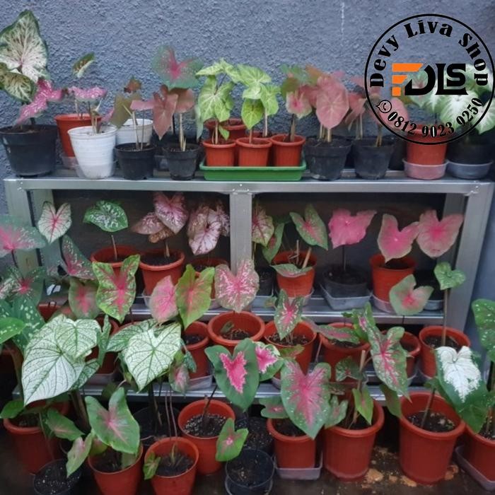 Rak pot bunga baja ringan susun 3 uk 150