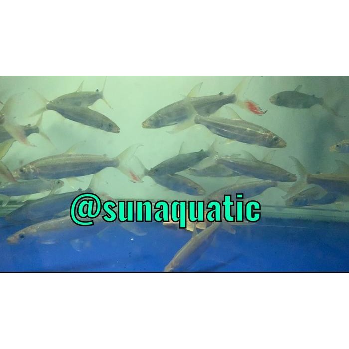 Goliath Tiger Fish / Tigerfish Besar