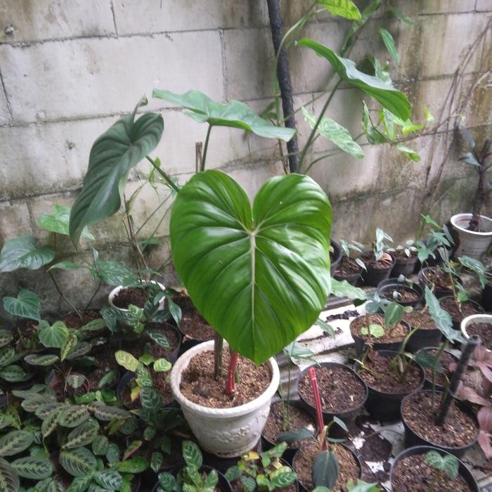 Jual tanaman hias philodendron pastazanum - Philodendron mcdowell _