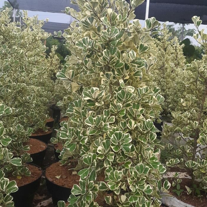 pohon beringin putih kupu" tinggi /70-80cm