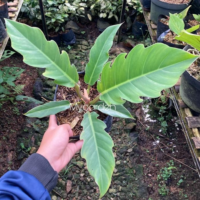 Tanaman Hias Philodendron Hijau / Philo Gergaji