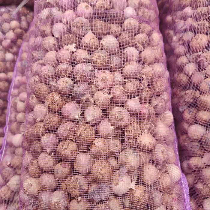

Bawang Putih tunggal ukuran medium 1kg [terlaris]