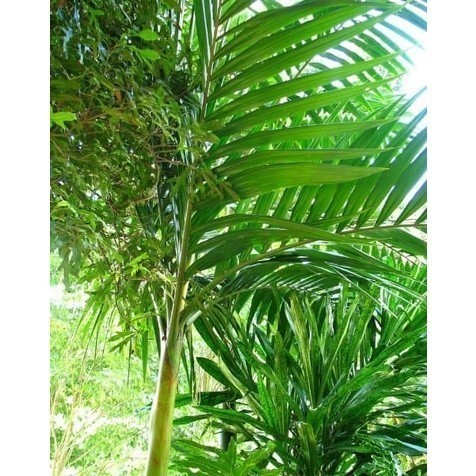 

Daun Pinang atau daun jambe Segar 500 gr - S Herbal