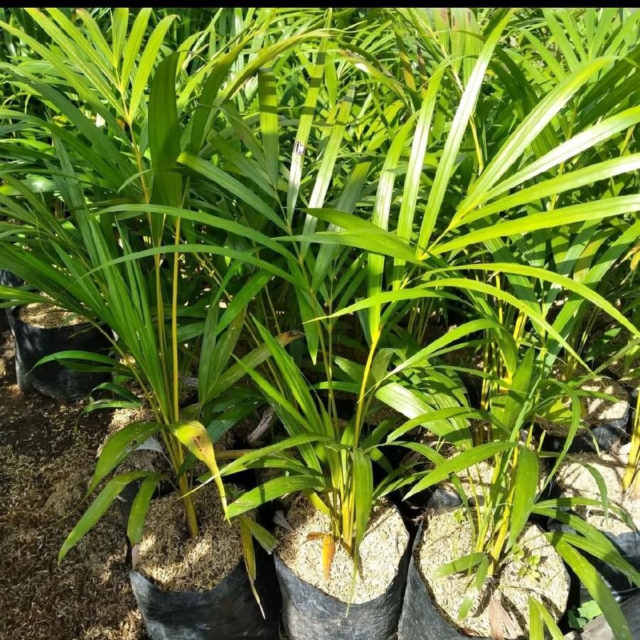 tanaman hias palem kuning/pohon palem/tanaman hidup