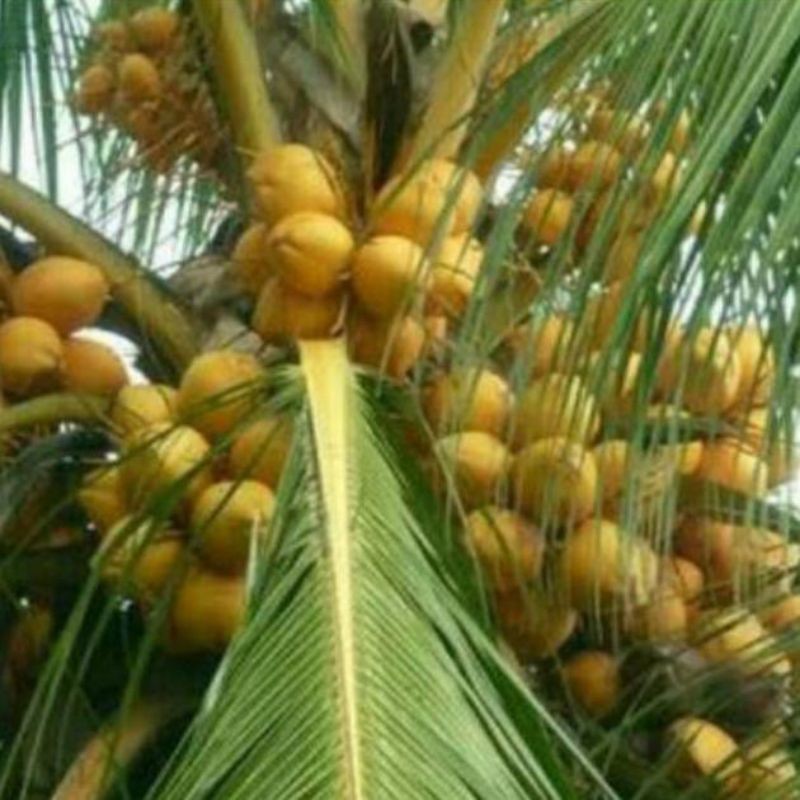 promobibit kelapa gading genjah berkualitas Pucuk_Ibun_96