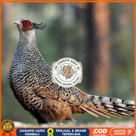

Telur ayan hias ringneck cheer pheasant fertil untuk ditetaskan UD GHANIYY BIBIT ID