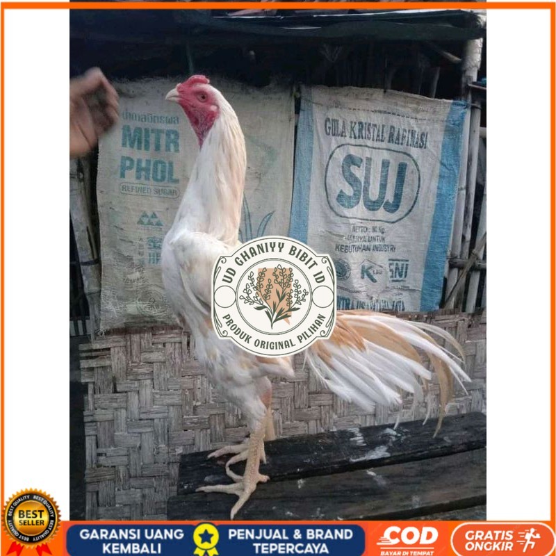 

TELUR FERTIL PLUCKER PAKOY ISTIMEWA UD GHANIYY BIBIT ID