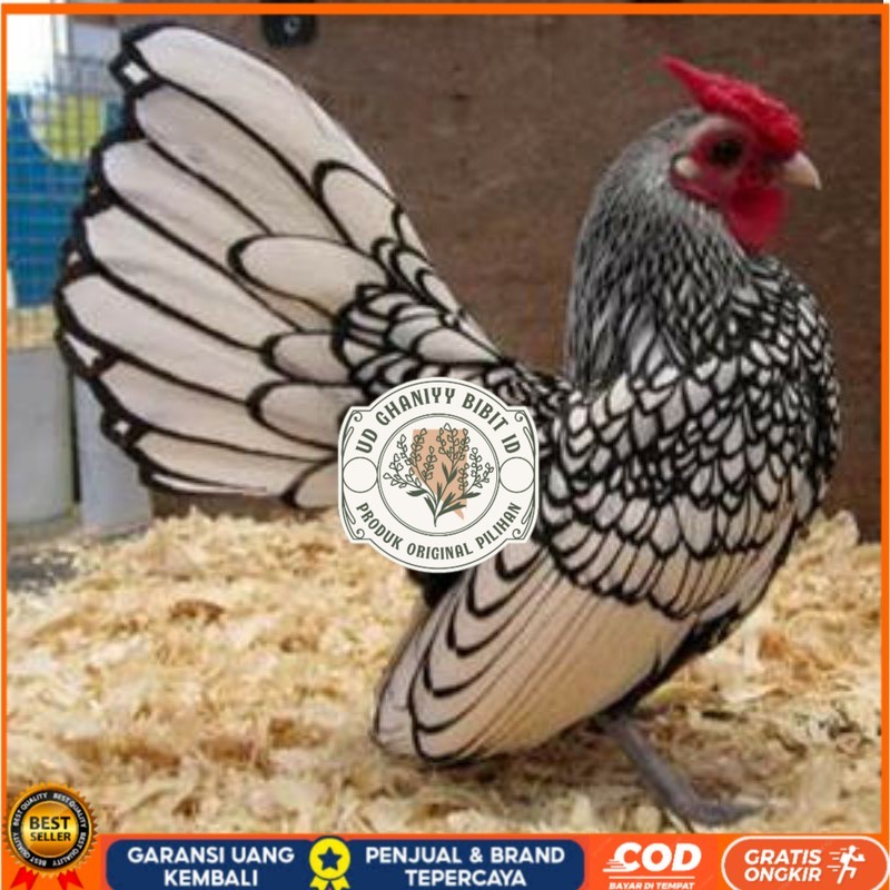 

TELUR AYAM HIAS BATIK ITALY,AYAM BATIK KANADA UD GHANIYY BIBIT ID