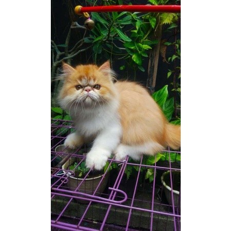 KUCING PERSIA PEAKNOSE PESEK ANGGORA FREE ONGKIR