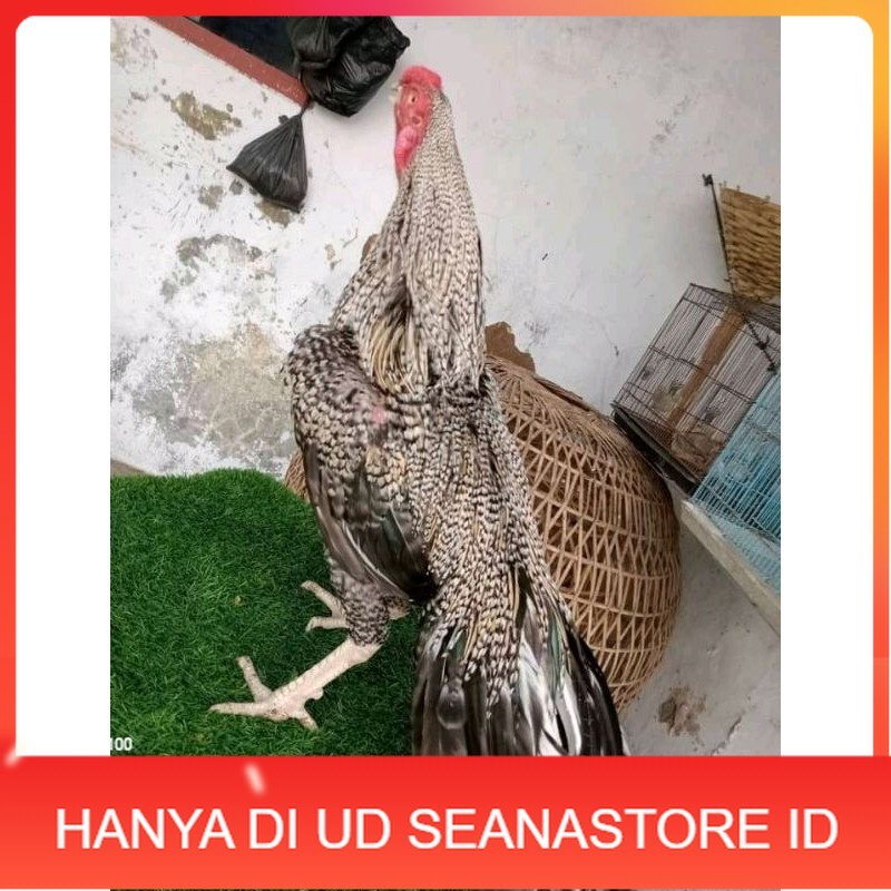 

TELUR ASEL PUKUL LARI INDUK JUARA.. PROMO UD SEANASTORE ID