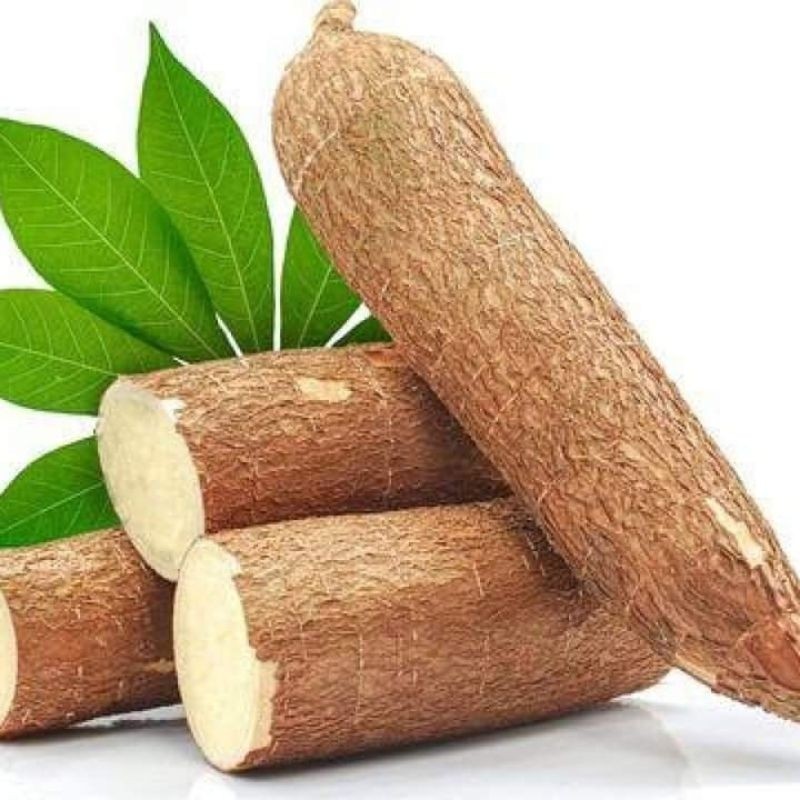 

Umbi singkong herbal atasi drita lambung