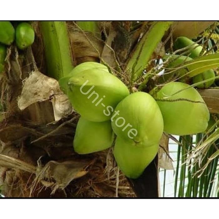 

Akar kelapa hijau COD