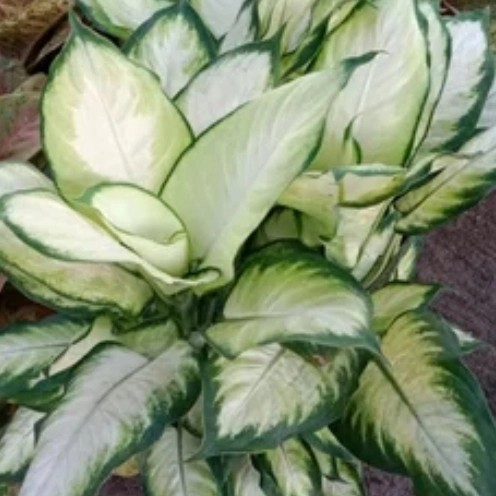 Tanaman Hias Aglonema Sri Rejeki Susu Tisu