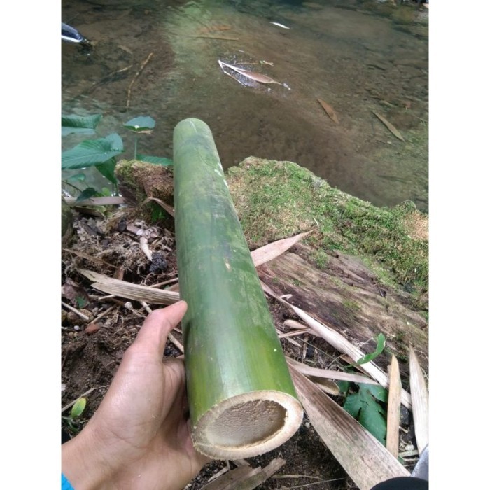 

Potongan bambu APUS tanpa ruas 60 cm bahan layangan