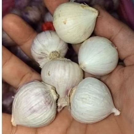 

NEW Bawang putih tunggal 1kg PREMIUM