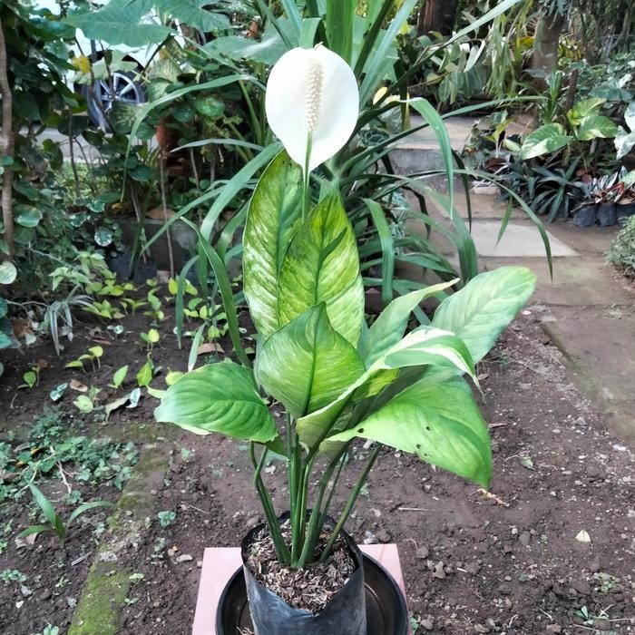 peace lily variegata