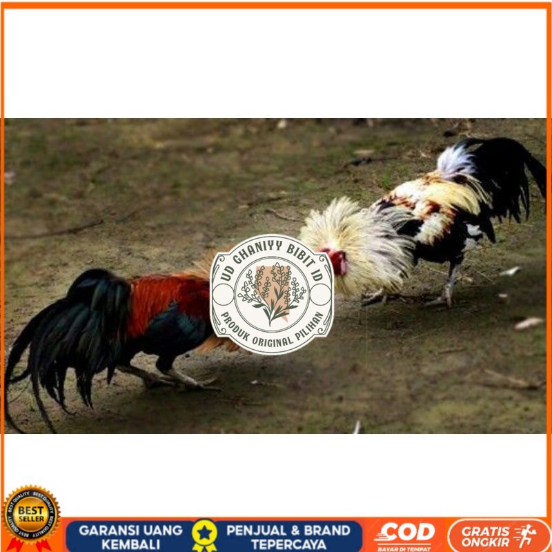 

3 BIJI TELUR PAMA PUKUL STROM promo keras UD GHANIYY BIBIT ID