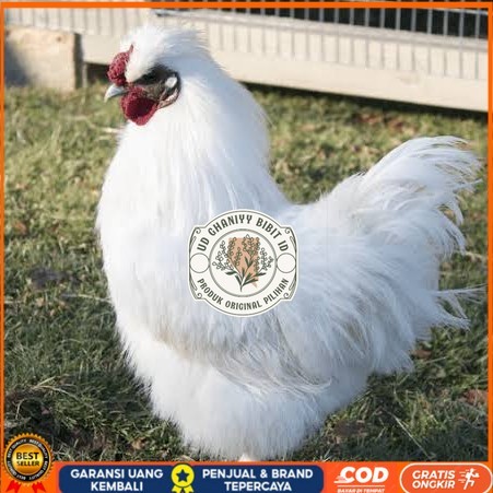 

Telur ayam kapas / telur ayam hias / telur fertil siap tetas UD GHANIYY BIBIT ID