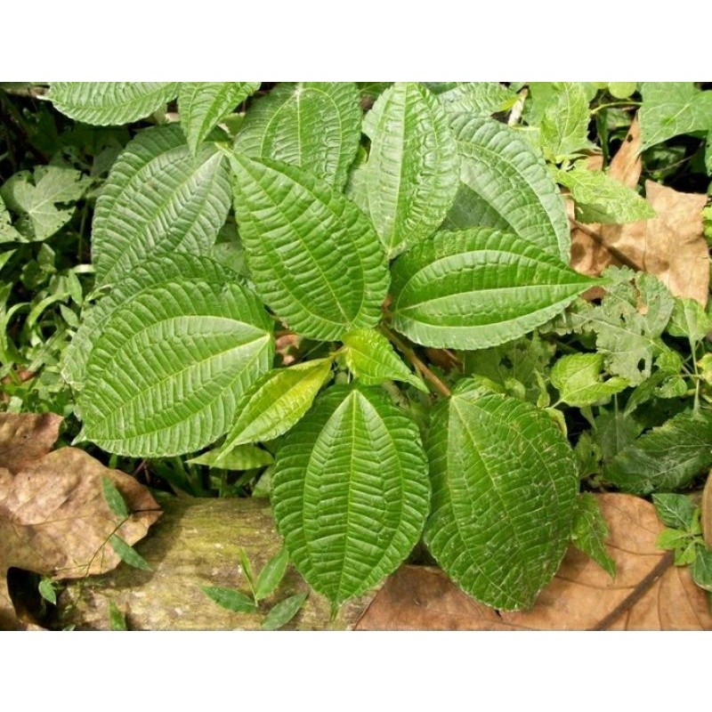 

Daun pohpohan lalapan segar 100gr