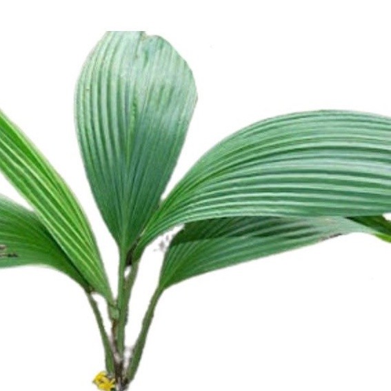 

Termurah Bahan bungkus bacang/bakcang daun curculigo/congkok segar