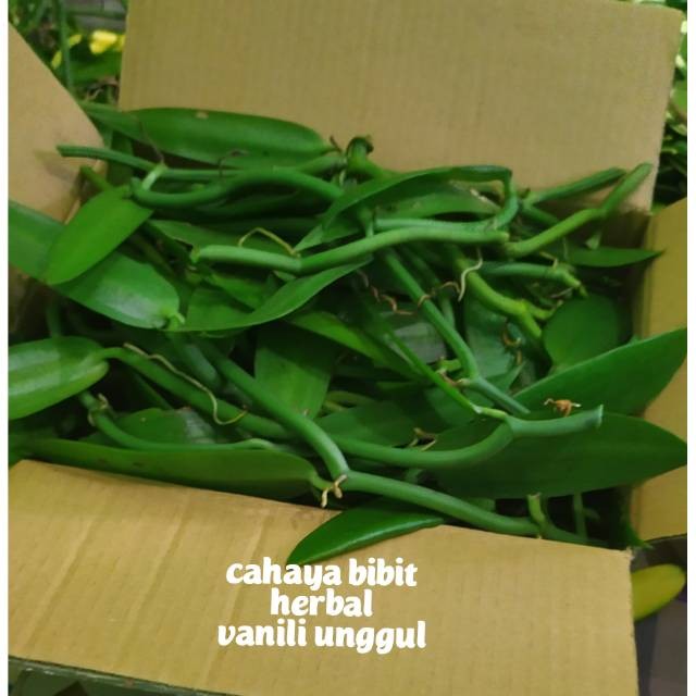 Termurah Bibit vanili 3 ruas 30cm cutting vanilla panili panila paneli vania 1 2 siap tanam