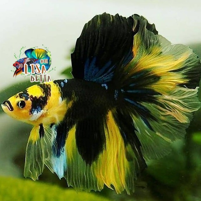 Hiasan soliter ikan cupang halfmoon yellow koi fancy jantan kebutuhan aquarium
