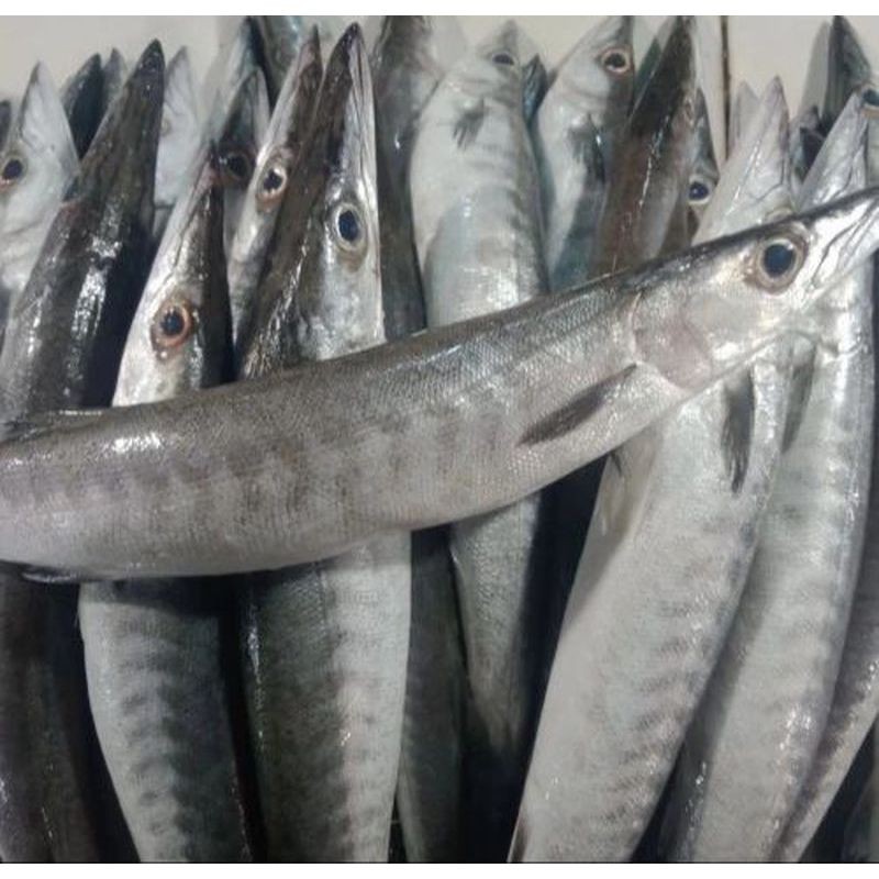 

Ikan Barakuda Segar 1kg – Untuk menu ikan premium.