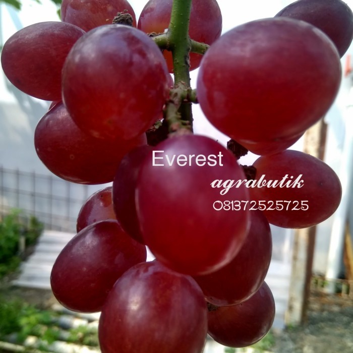 ENTRES ANGGUR IMPORT DIBALUT PARAFILM ENTRESS ANGGUR IMPORT