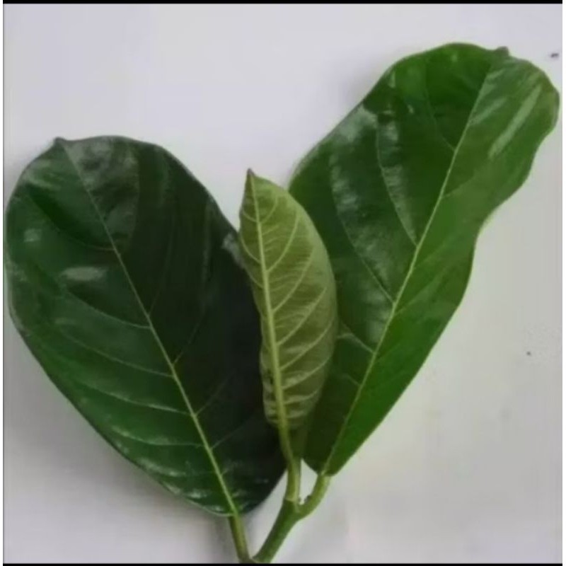 

Daun nangka segar 100 lembar obat herbal traditional obat alami ready stok #terlaris