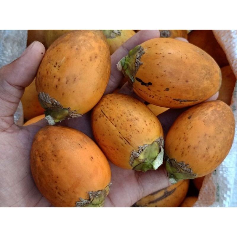 

TERMURAH buah pinang tua asli 1 kg buah jambe tua / obat penambah setamina / obat herbal alami DN