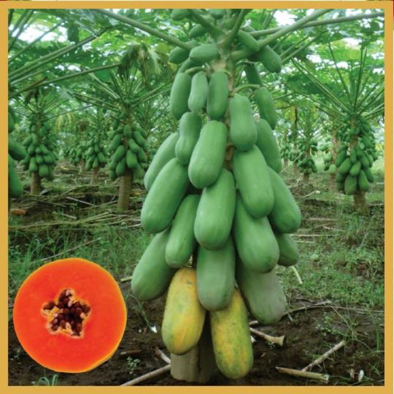 

BUAH PEPAYA setengah matang SEGAR DI AMBIL LANGSUNG DARI POHON NYA READY STOK