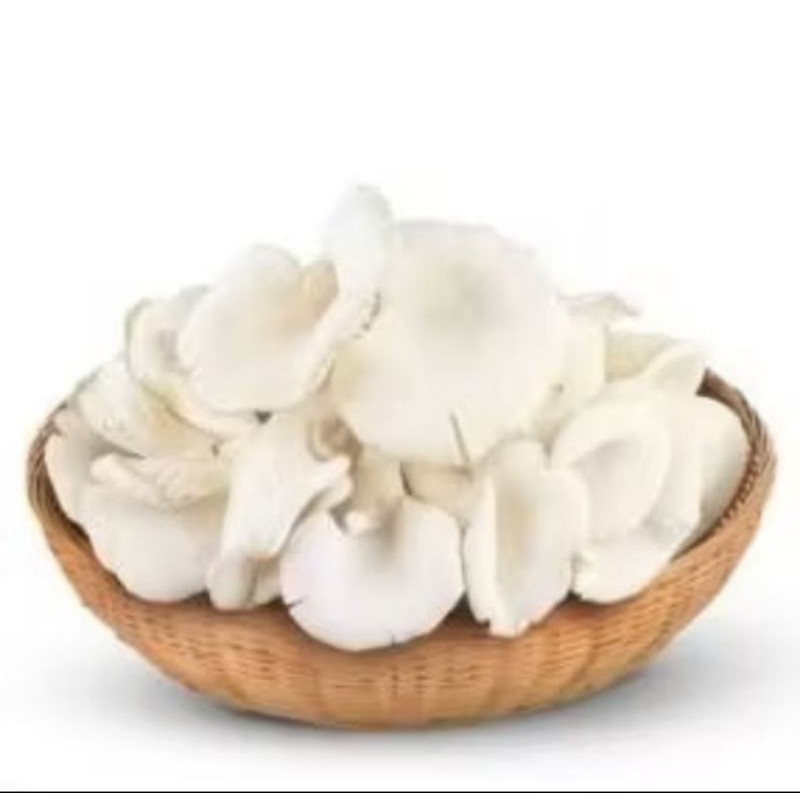 

jamur tiram 500gram segar (B_S)