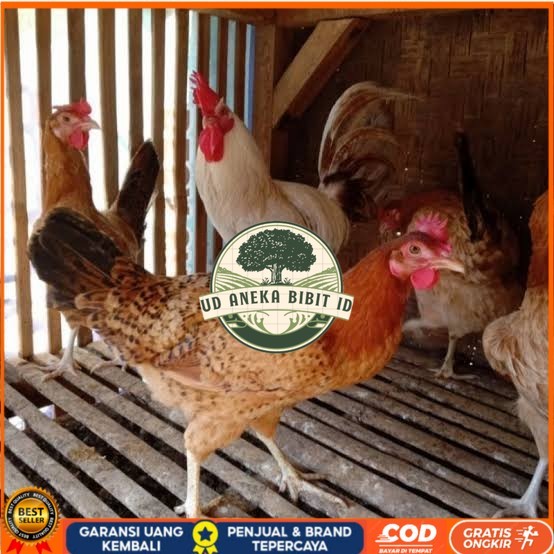 

Telur ayam elba petelur handal fertil siap ditetaskan - telur-ayam-elba UD ANEKA BIBIT ID