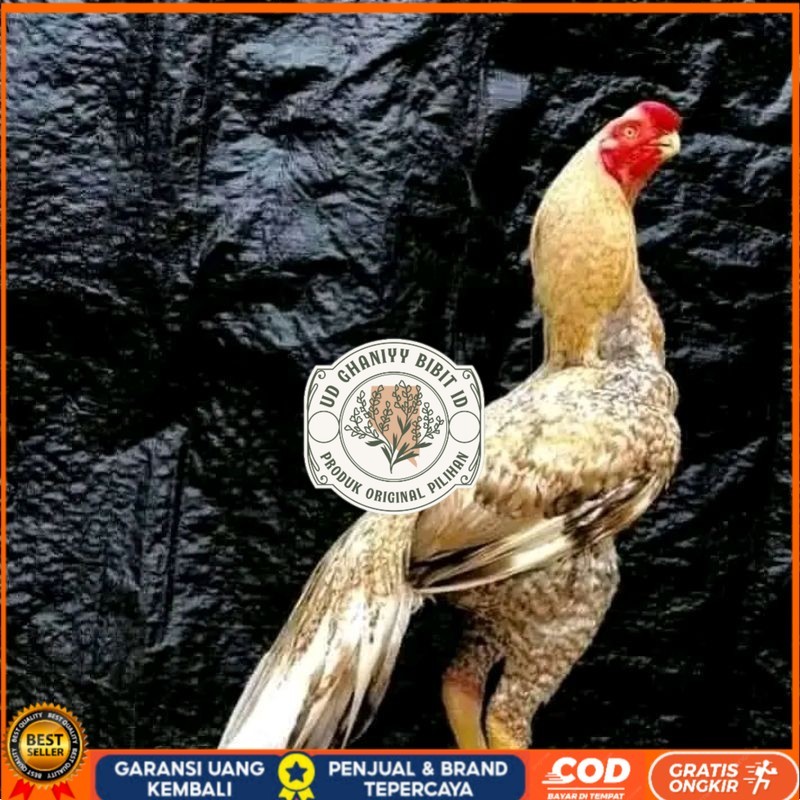 

telur fertil agsel Parrot kualitas terbaik UD GHANIYY BIBIT ID
