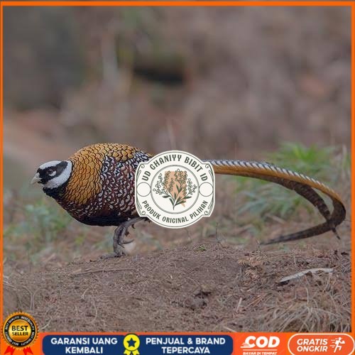 

Telur ayam hias ringneck reeves pheasant fertil asli UD GHANIYY BIBIT ID